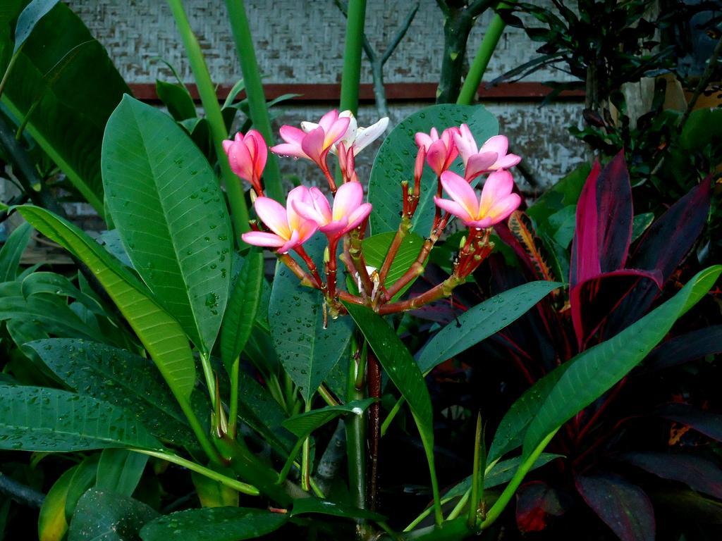 Dewa Put Guest House Ubud  Ngoại thất bức ảnh